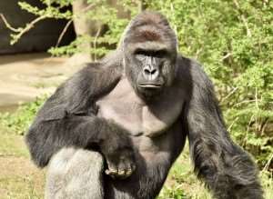 Harambe the gorilla who was shot at Cincinnati Zoo in May. Credit: Cincinnati Zoo.