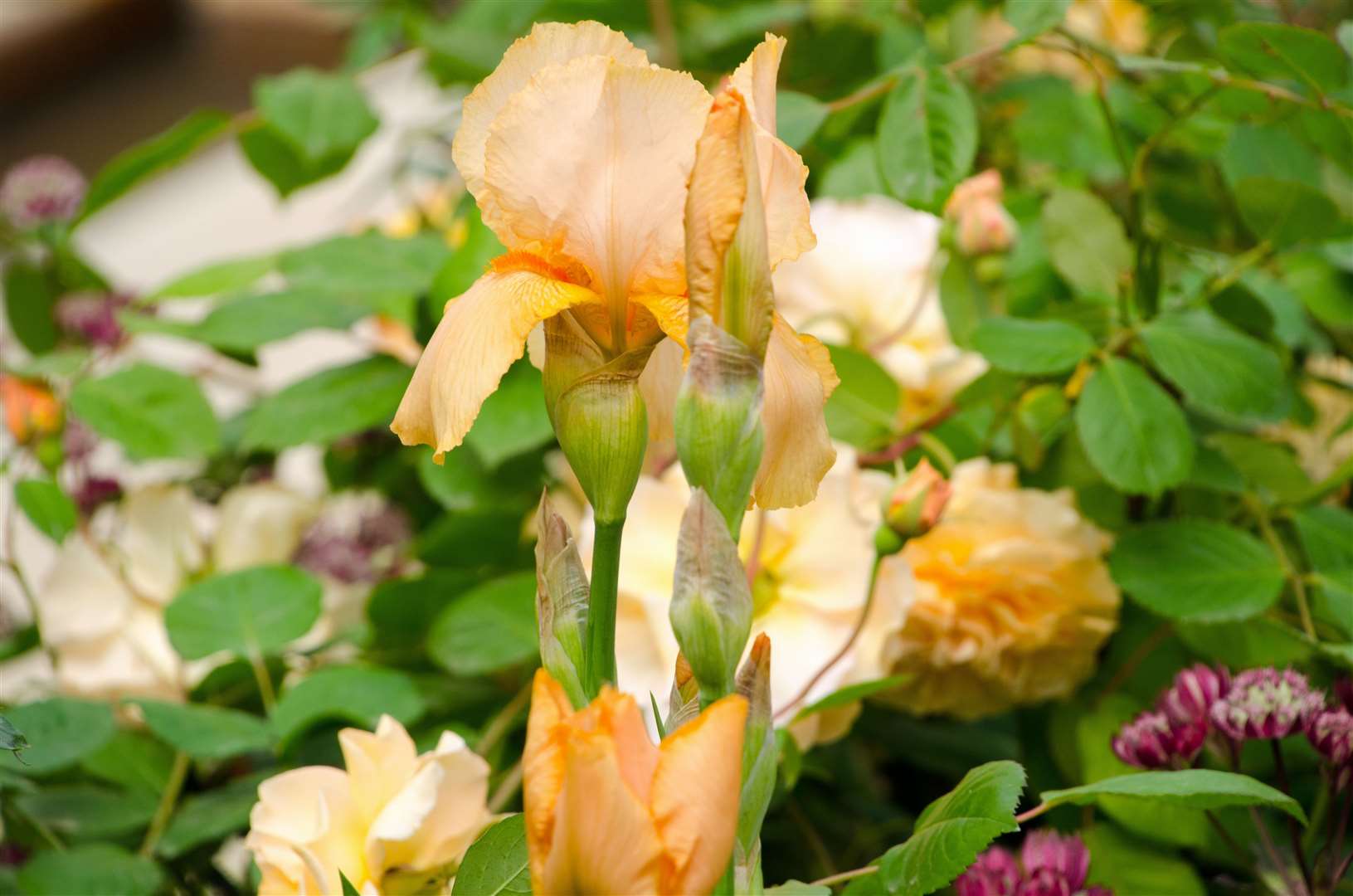 Part of Jo's 2019 Chelsea Flower Show garden Picture: Ian West