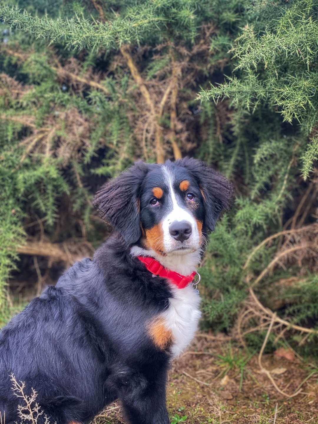 Hudson the Bernese Mountain Dog