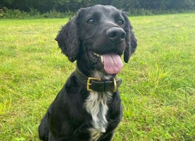 Charlie helped sniff out cocaine hidden in a car along the Avenue of Remembrance, Sittingbourne. Picture: Kent Police