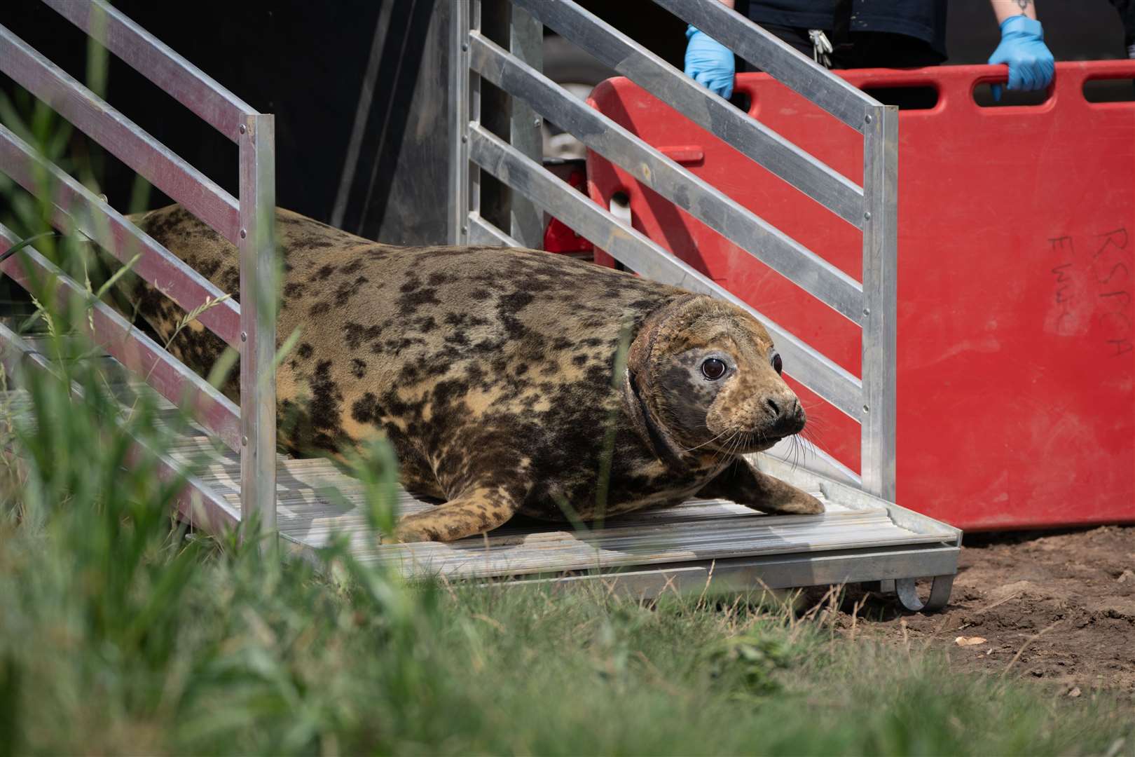 The seal was nursed back to health by the RSPCA (Joe Giddens/PA)