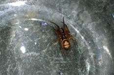 Sam Evans captured the spider in a glass