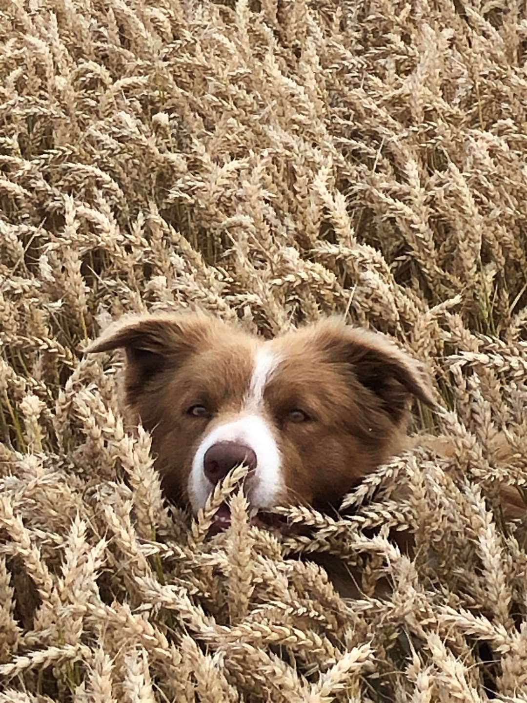 Taffy playing in a field