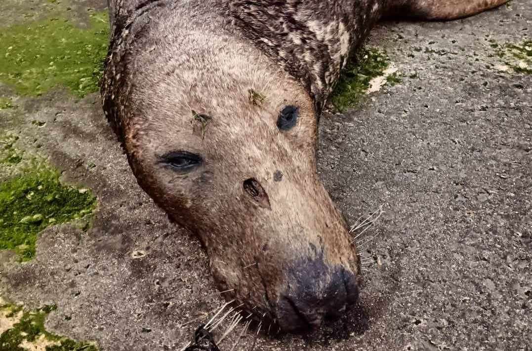 The seal found at Pegwell Bay, Ramsgate has a deep wound on its head. Picture: Nik Mitchell