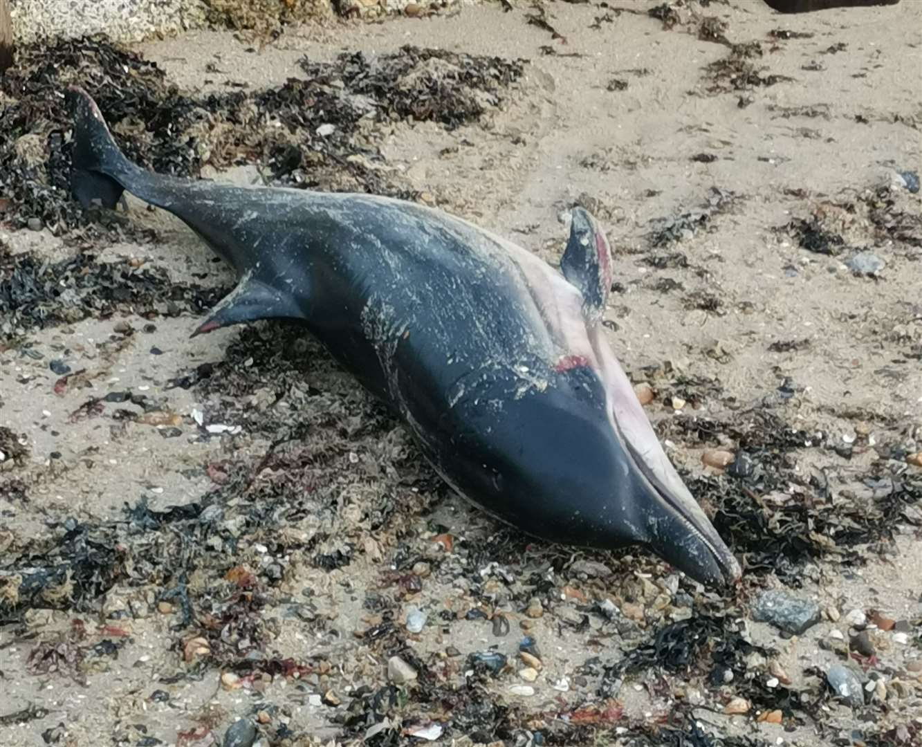 A striped dolphin has been found in Minnis Bay. Picture: Lisa Butcher