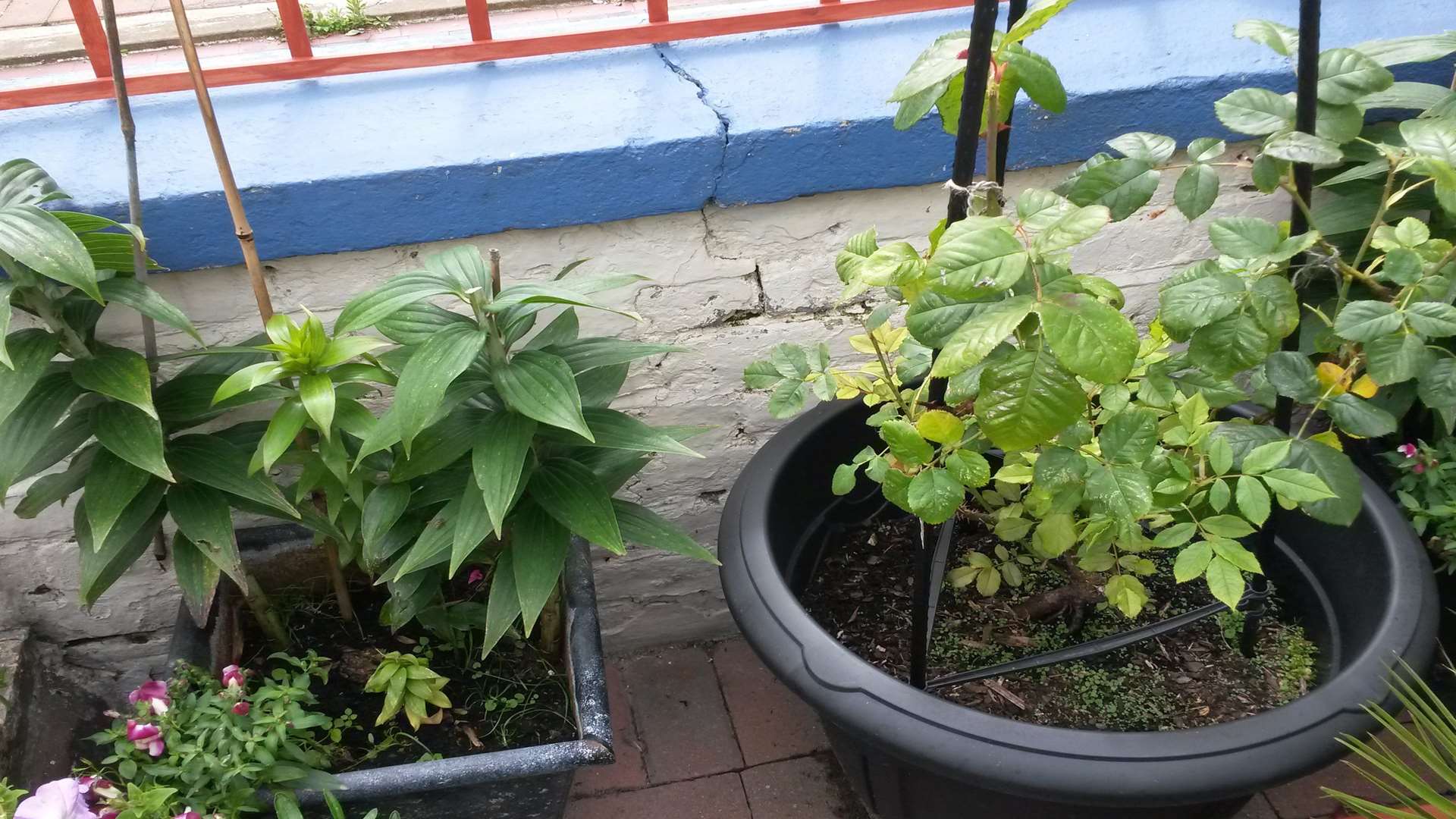 The oriental lilies were taken from a garden in Godwin Road, Margate