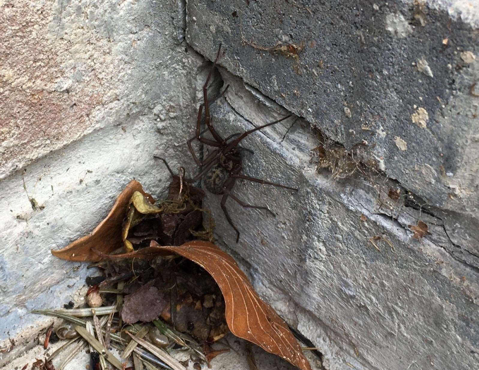 Enormous spider with fangs spotted in Rainham garden