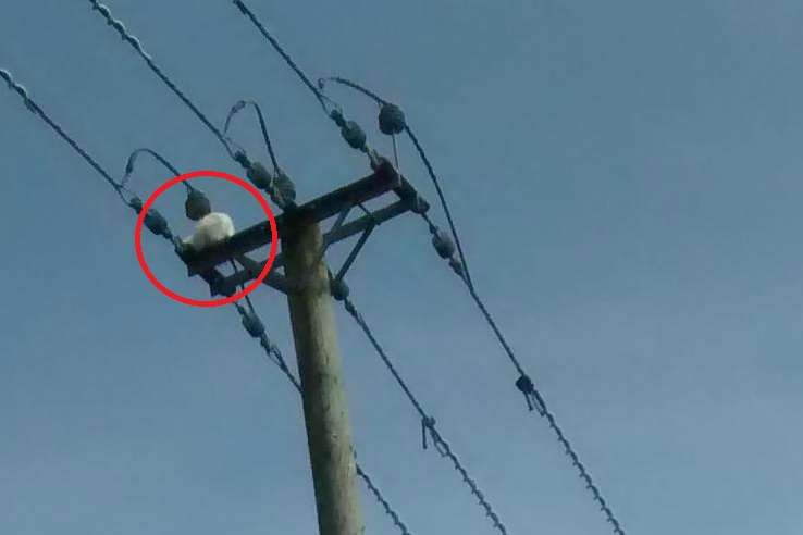 The cat was rescued by a team of UK Power Networks engineers.
