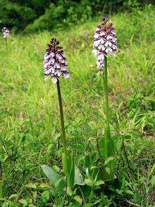 A rare Lady Orchid. Picture supplied by Ray Lewis