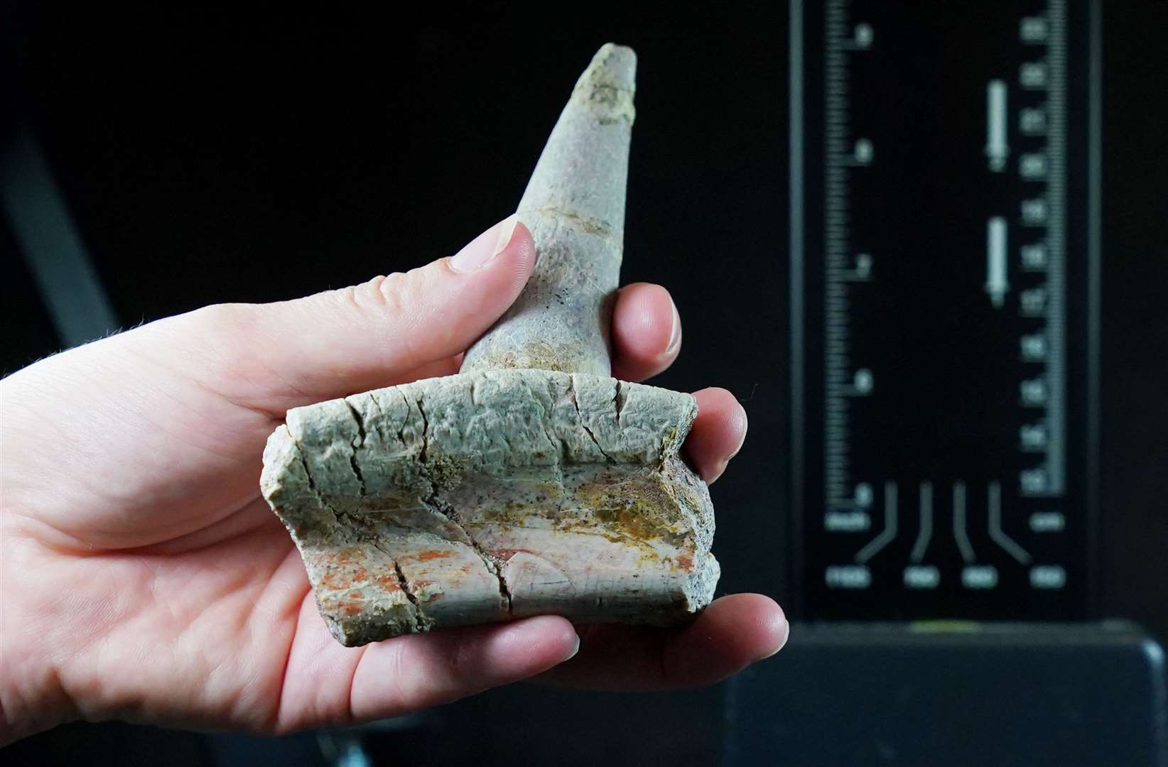 A specimen of the oldest ankylosaur ever discovered (Natural History Museum/PA)