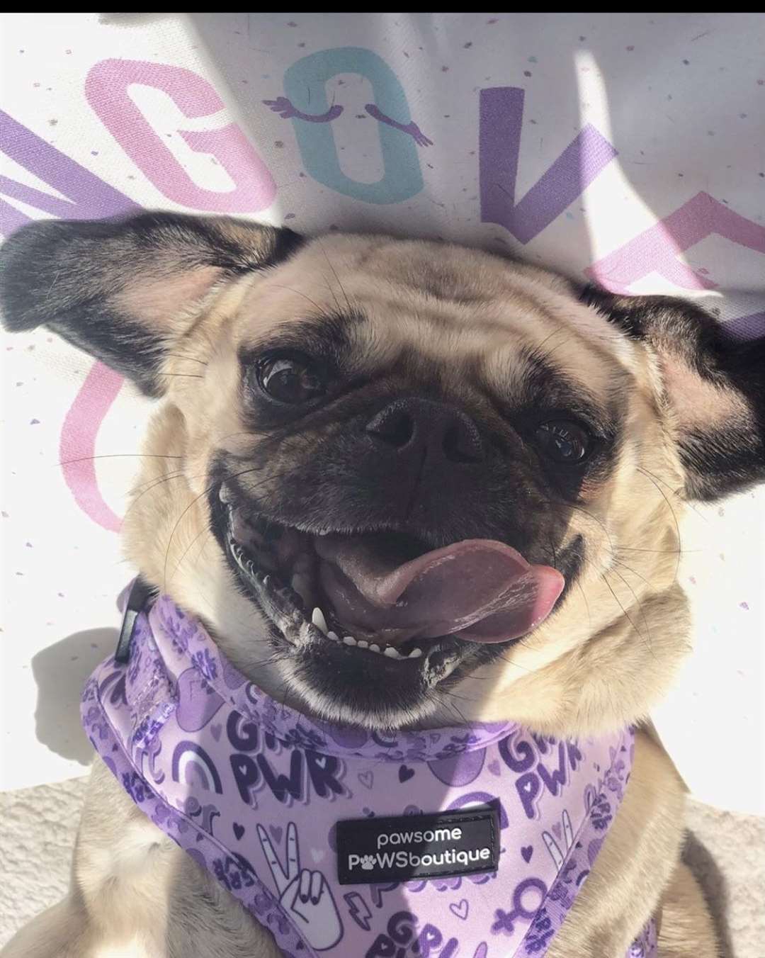 Elsa the Pug Picture: @elsathepuggo (47853030)