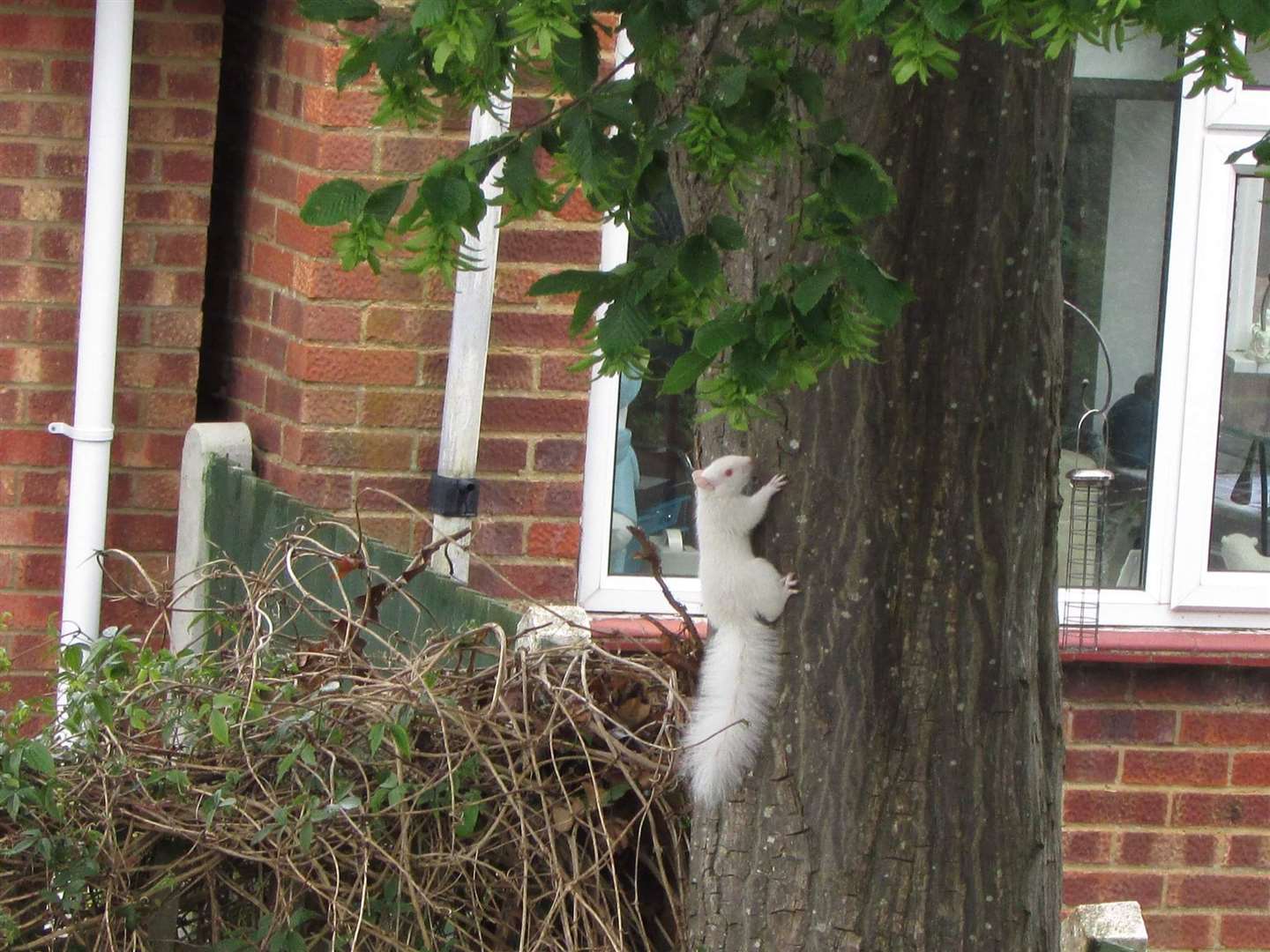 The condition affects around one in a million grey squirrels