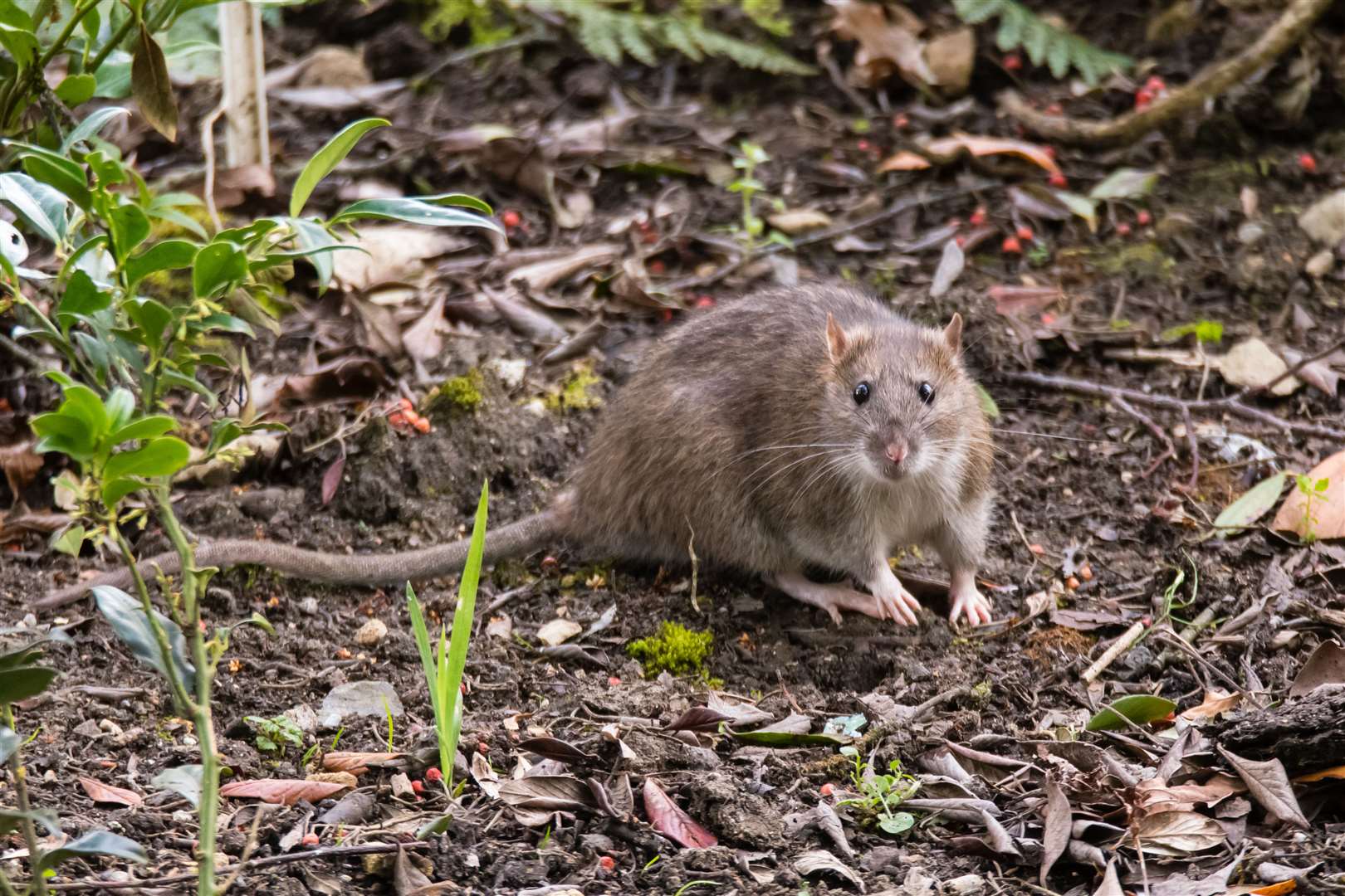 A sudden increase in dumped pumpkins can encourage rats, warns the Woodland Trust