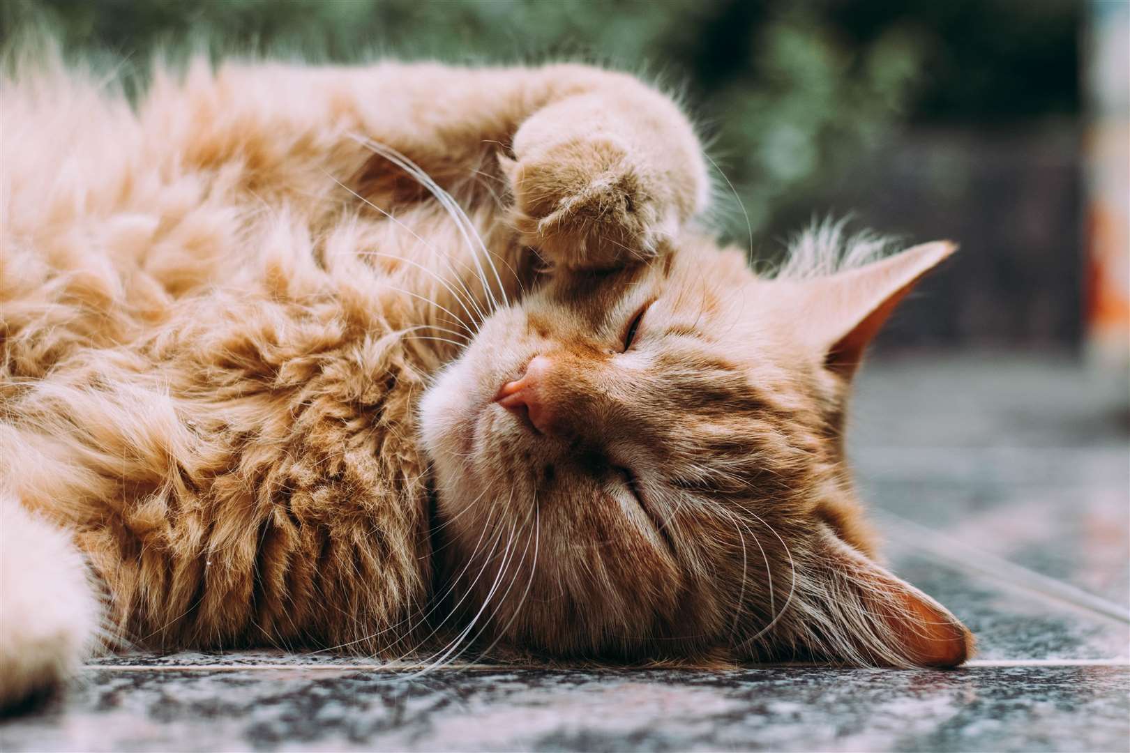 Always keep the doors to washing machines and tumble dryers firmly closed. Picture: Ludemeula Fernandea, unsplash