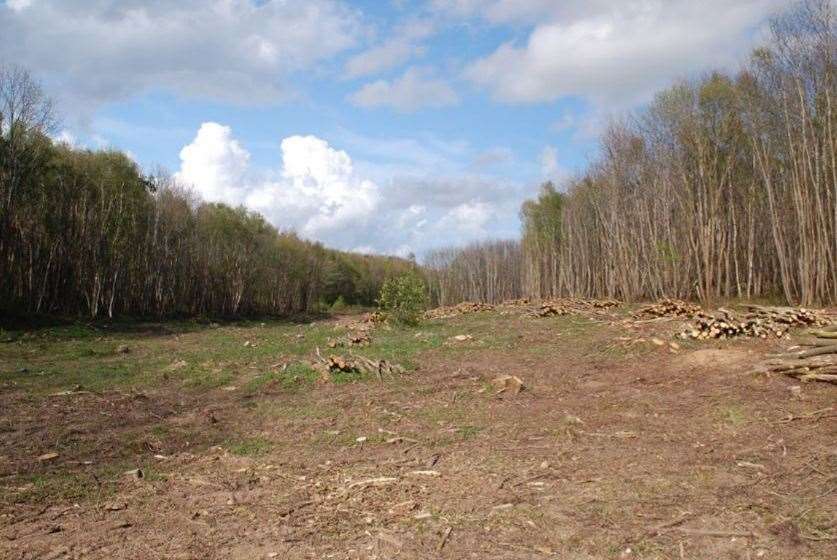 Upper Hardres Wood near Canterbury is in an Area of Outstanding Natural Beauty