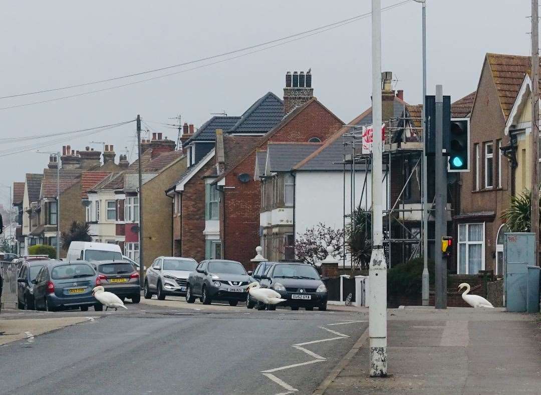 Three swans using a pedestrian crossing to cross the road near Barton's Point Coastal Park, Sheerness. File photo by Barry Hollis. (14249820)