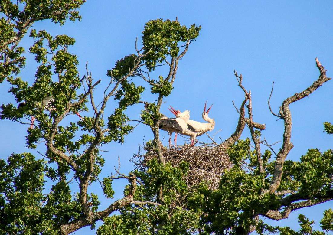 The nest is located in an oak tree on the Knepp Estate in West Sussex (Brad Albrecht/PA)