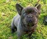 Kevin the French bulldog. Picture: Last Chance Animal Rescue