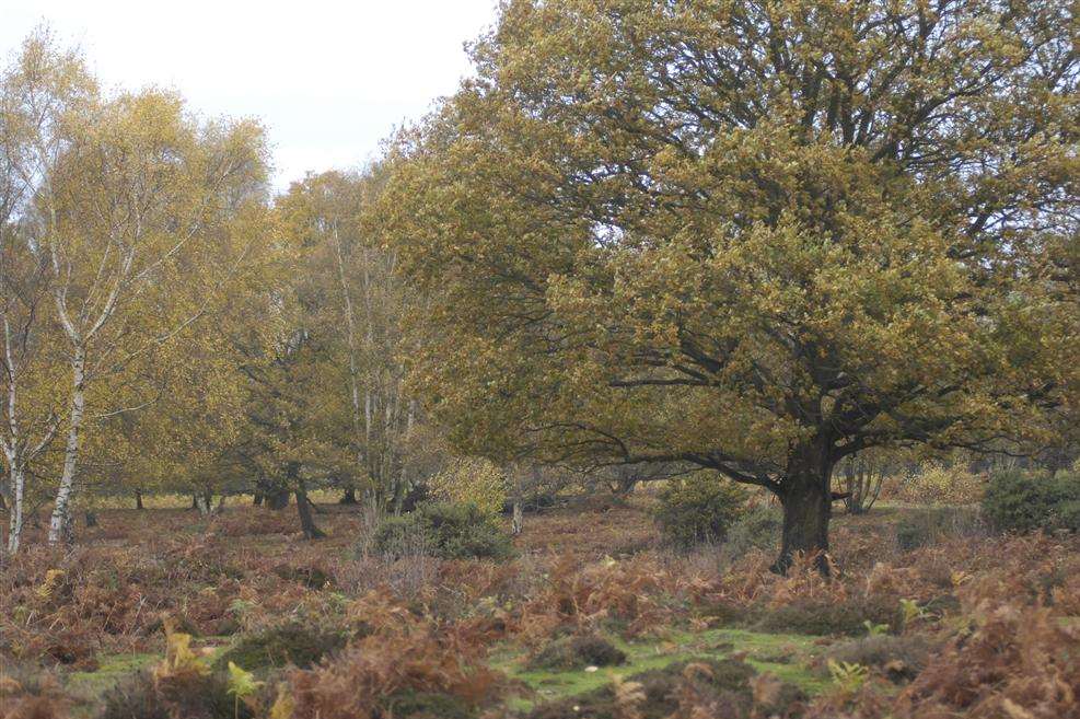 The short film Derelict could be filmed at Hothfield Common