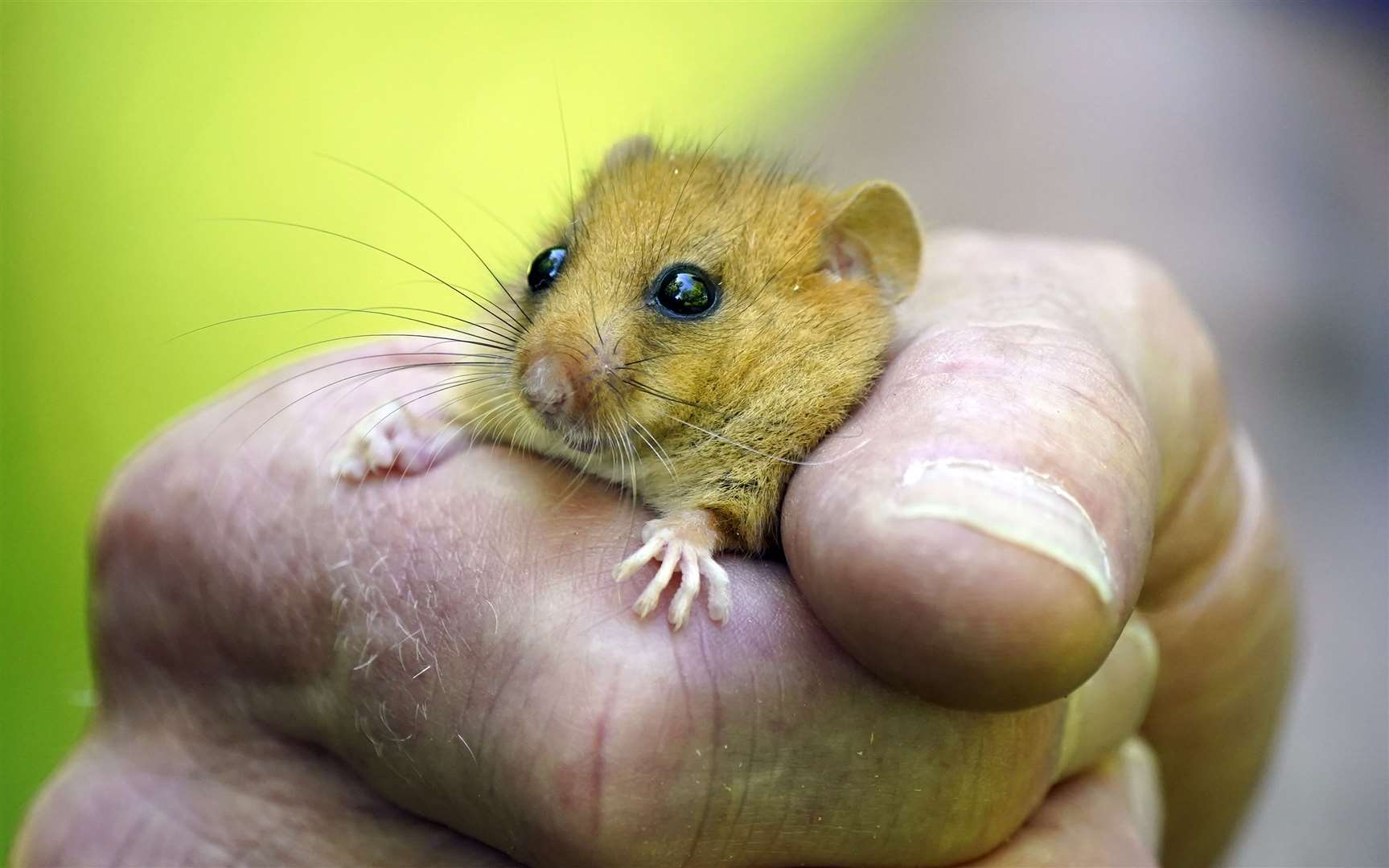 Ian White, dormouse and training officer at PTES holds one of the hazel dormice released in a secret location in Lancashire (Peter Byrne/PA)