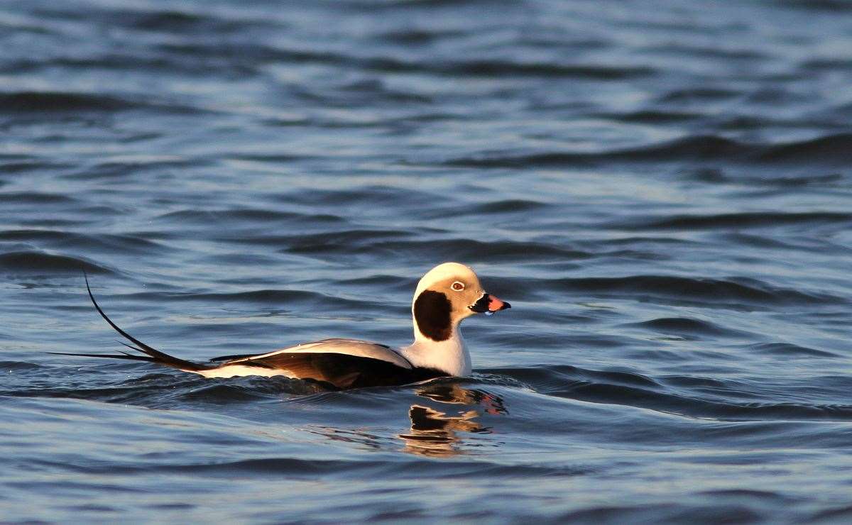 The buoys were tested on long tailed ducks (Julius Morkunas/PA)