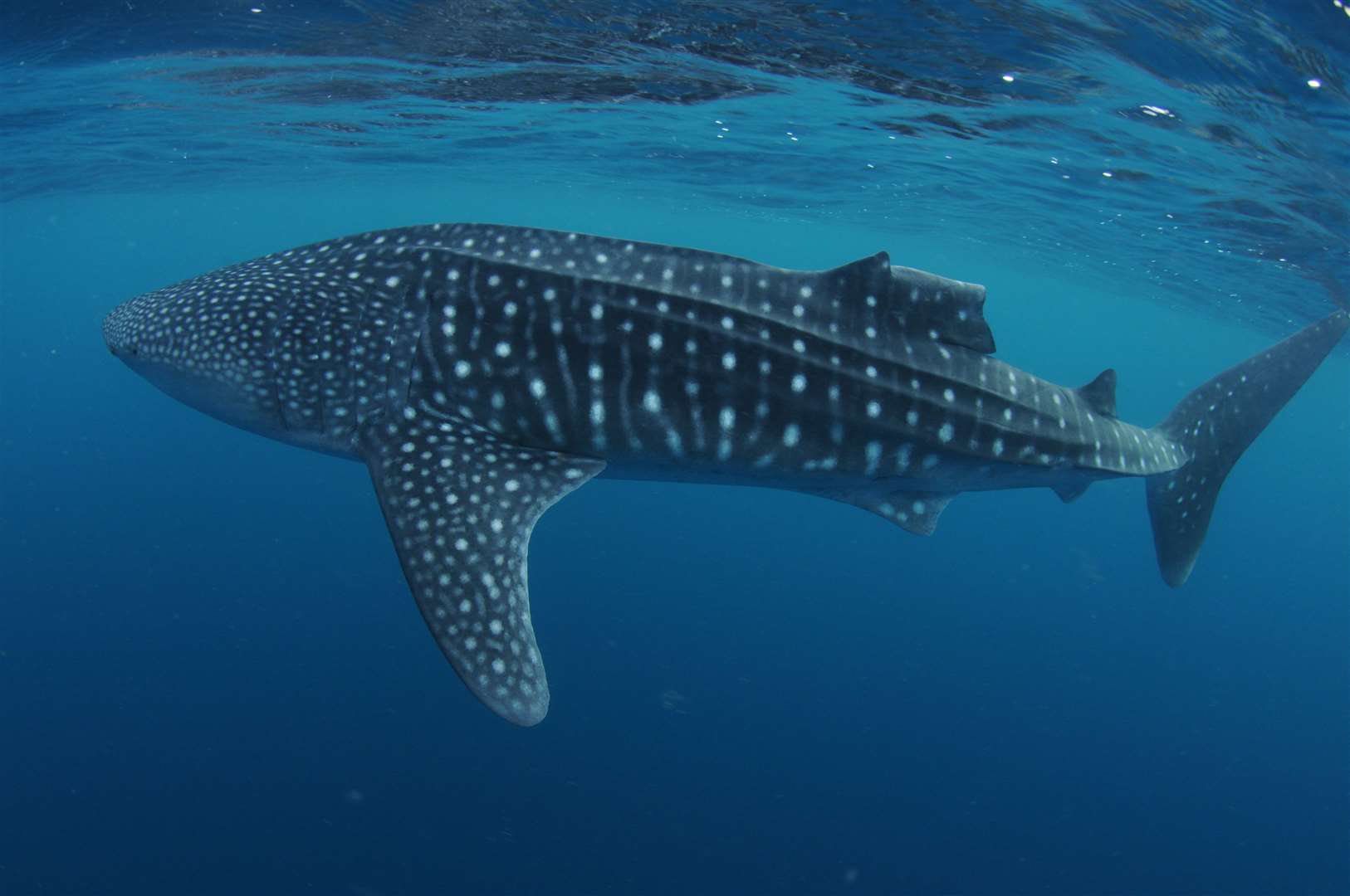 An injured whale shark (Marine Conservation Society Seychelles/PA)