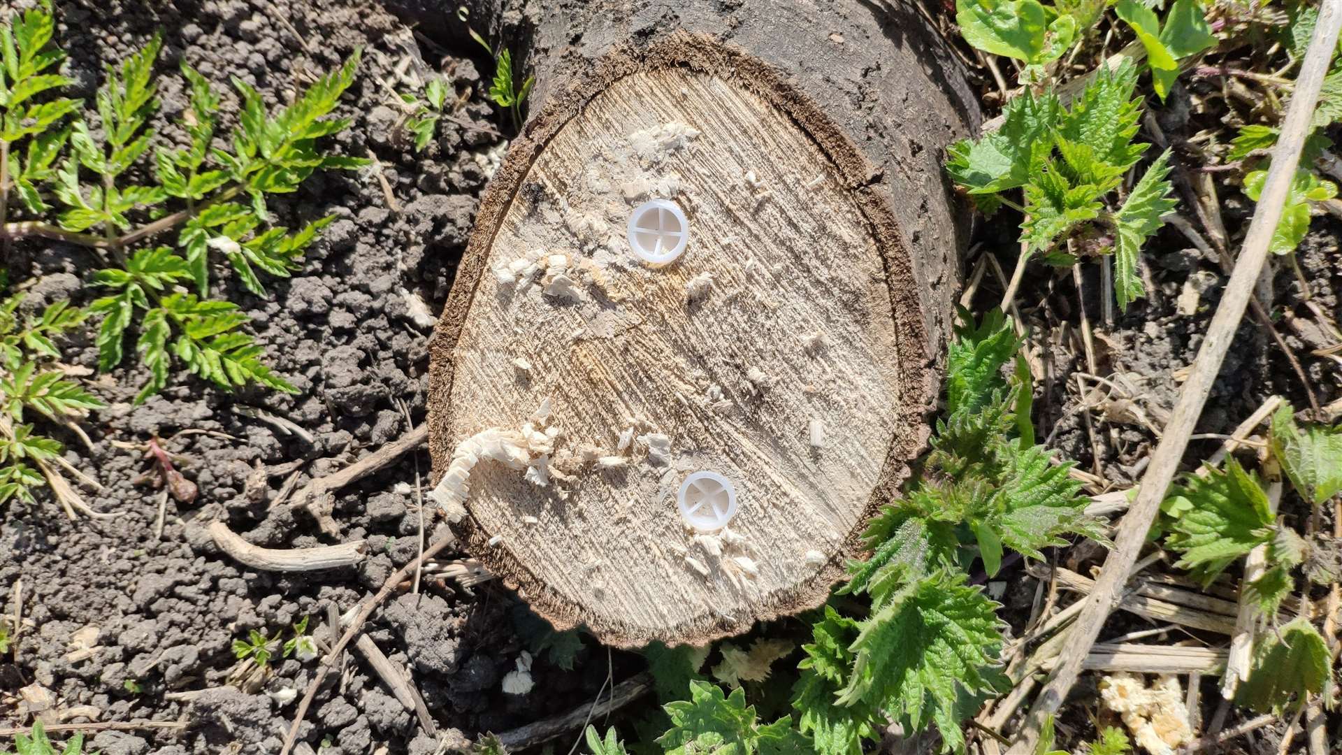 Concerns have been raised about pesticides being used on the trees near the Royal Military Canal. Picture: Mark Brophy