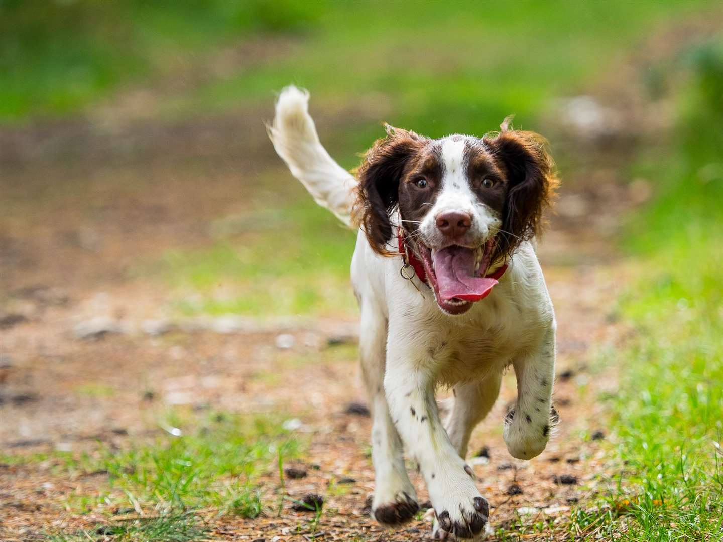 A springer spaniel puppy. Stock Image