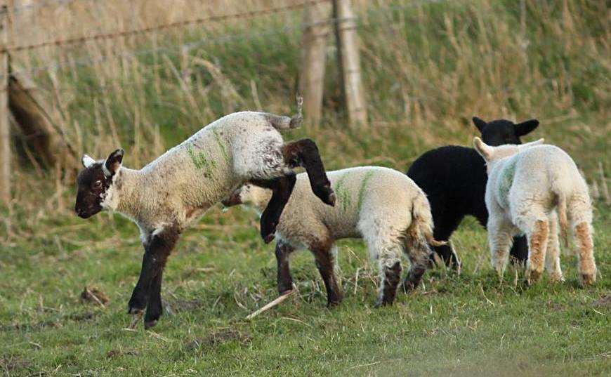 Lambs playing in a field in Sandwich Picture: Bob Paige