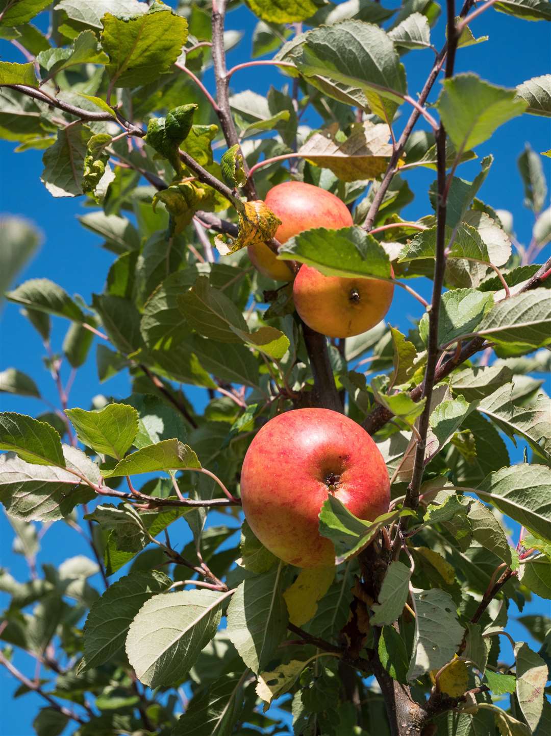 Apples in the orchard at Sissinghurst Castle Garden Picture: National Trust Images
