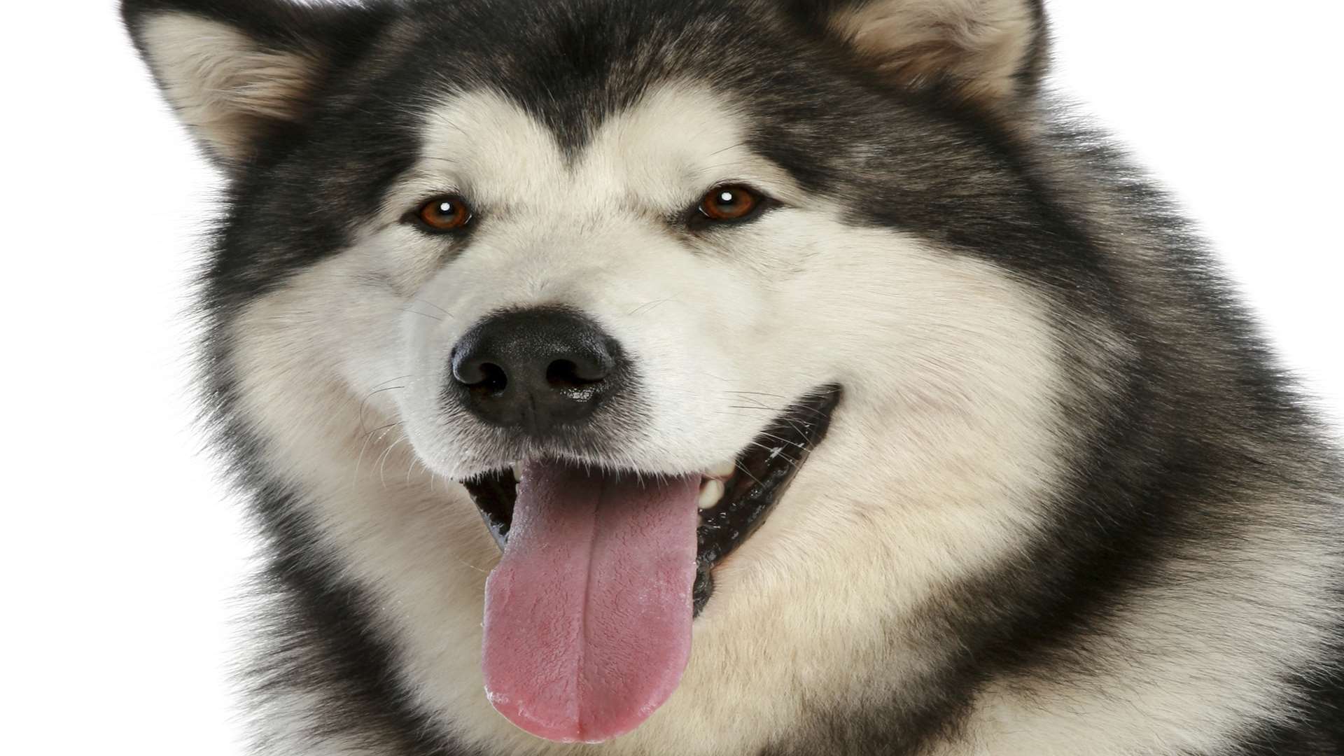 An Alaskan malamute similar to Pasha. Stock image