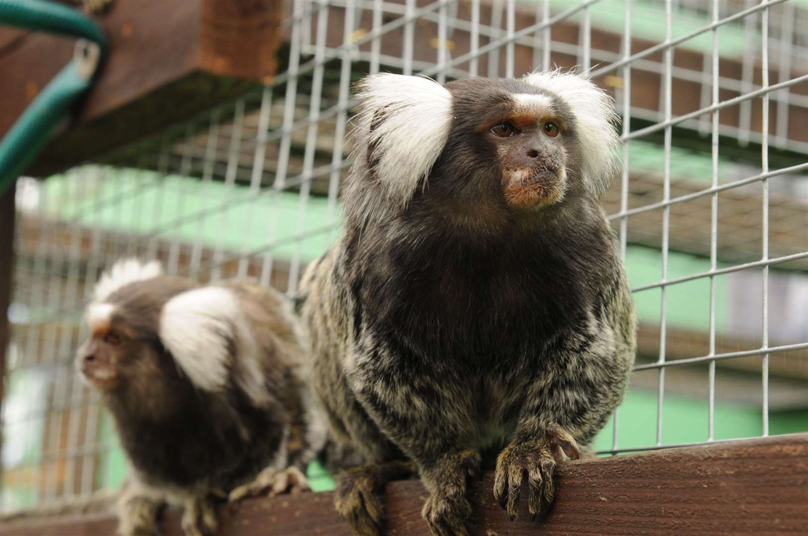 A Marmoset monkey at Fenn Bell Zoo. Picture: Steve Crispe