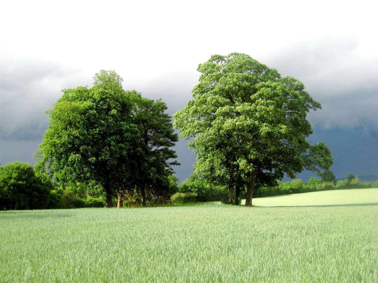 The area is home to nesting skylarks