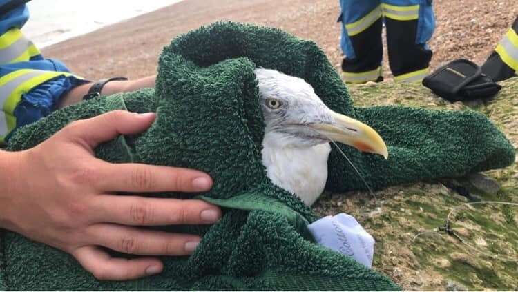 Barry the gull was rescued on Hythe beach. Photo: RSPCA Folkestone