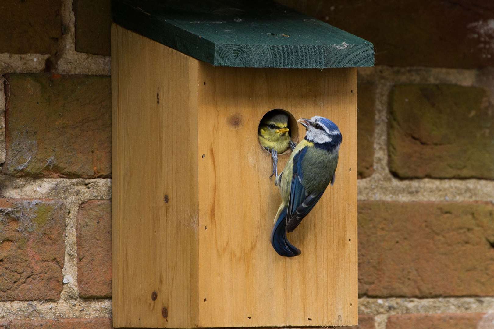 A fledging blue tit gets a meal inside its nest box