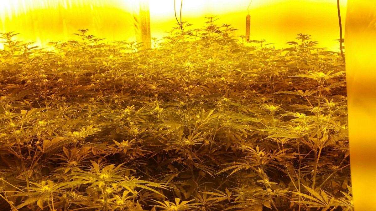 A number of cannabis plants were found at a property in West Hill, Dartford. Picture: Kent Police (13586615)
