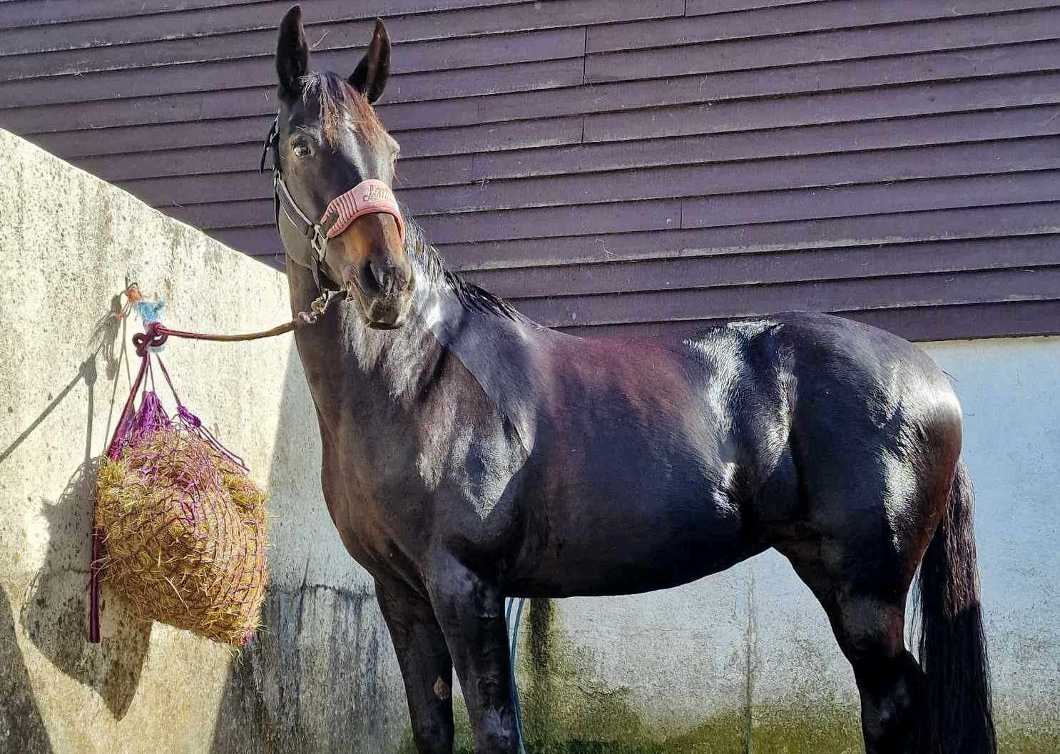 Hope Jarvis' horse Holly was a 13-year-old mare