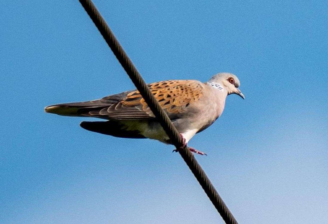 A turtle dove - rarely seen in Kent - at Old Park, Canterbury