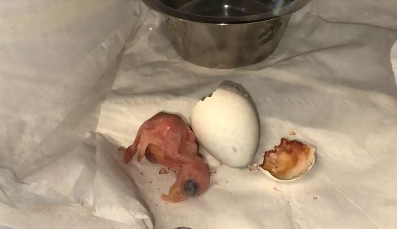 The newly hatched parrot (Steve Nichols/Lincolnshire Wildlife Park)