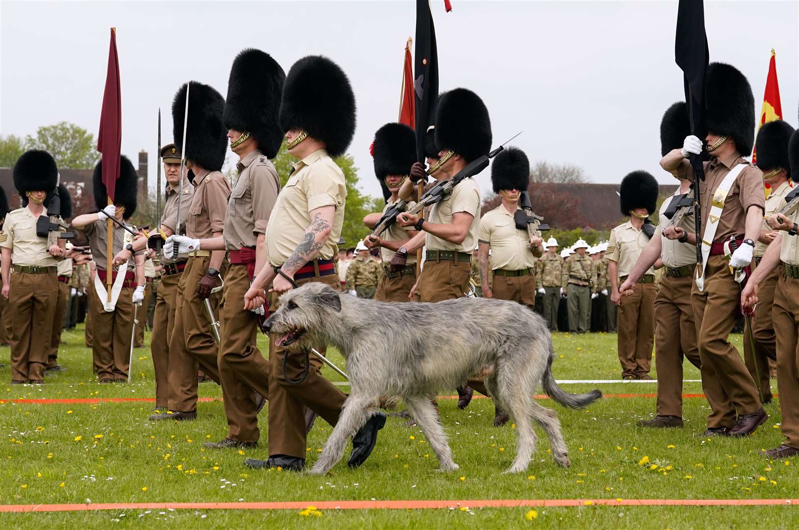 Irish wolfhound ‘Turlough Mor’ (aka Seamus), the regimental mascot of the Irish Guards, takes part in the rehearsal at RAF Odiham (Andrew Matthews/PA)