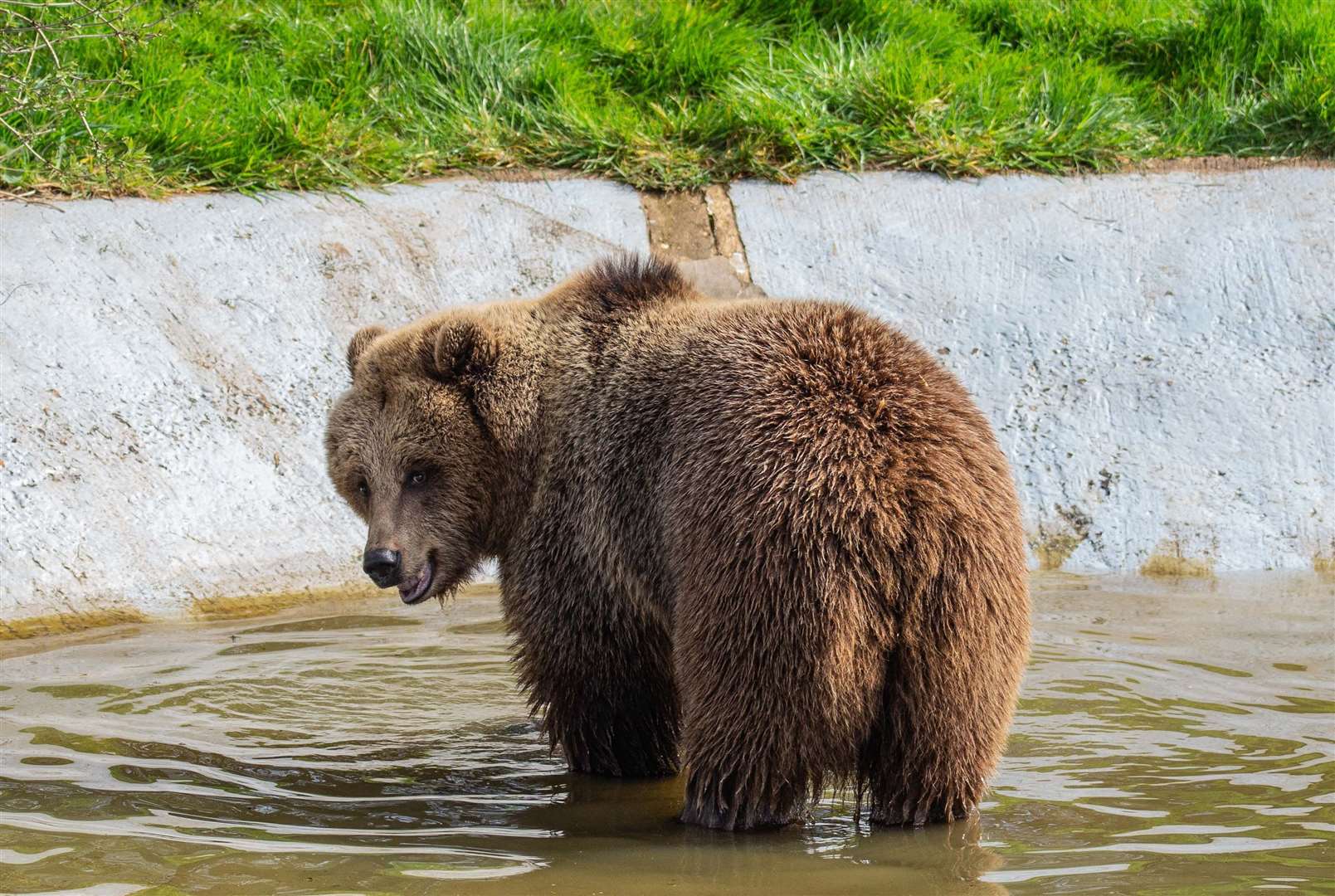 (Zoological Society of London/Whipsnade Zoo/PA)