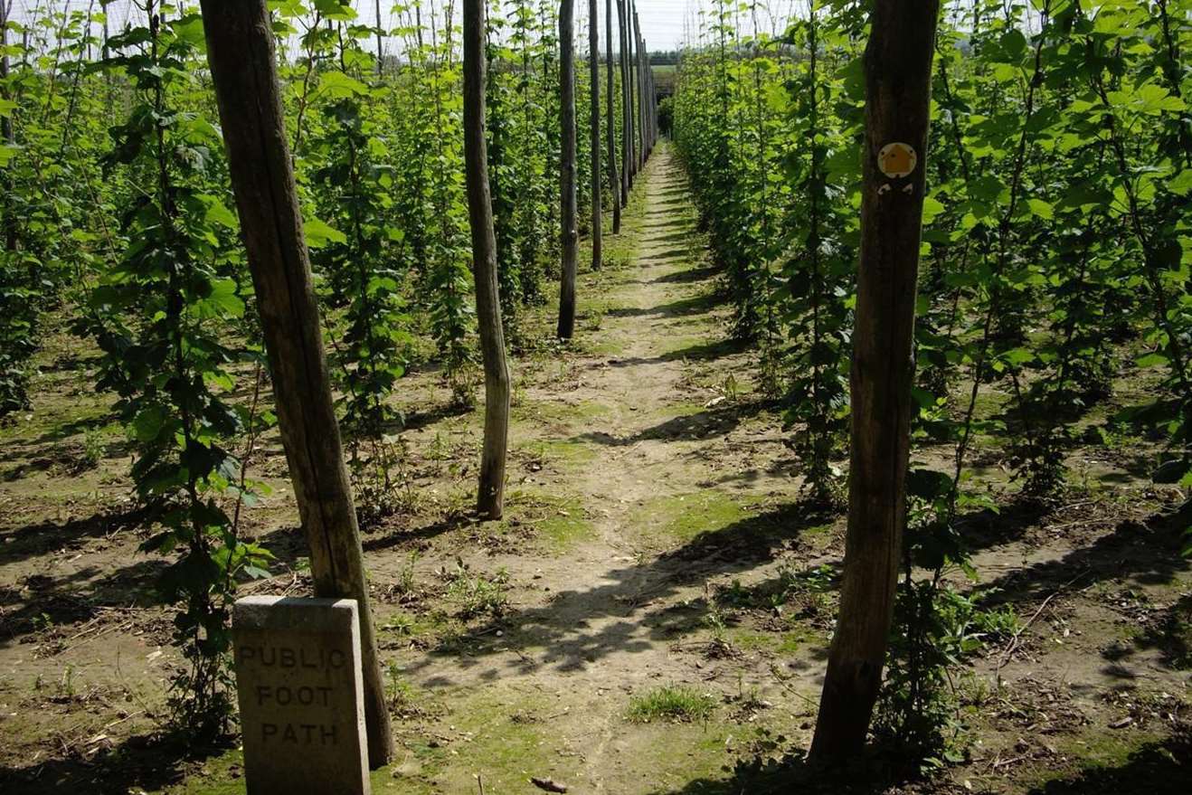 A hop field near Graveney