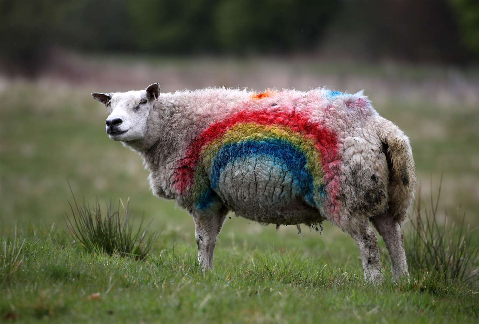 Rainbows became the symbol of public support for the NHS during lockdown – and a sheep near Dunblane wasn’t going to be left out (Andrew Milligan/PA)