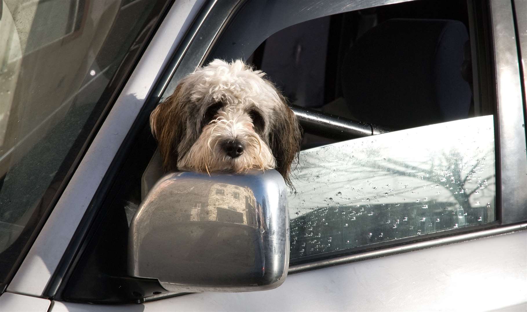 Do not let your dog obscure your view when you're driving