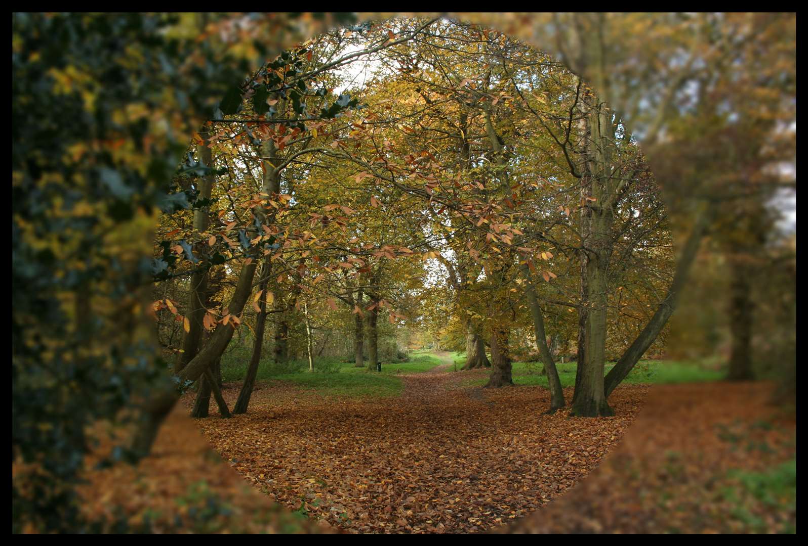 Ashenbank Wood, Cobham.