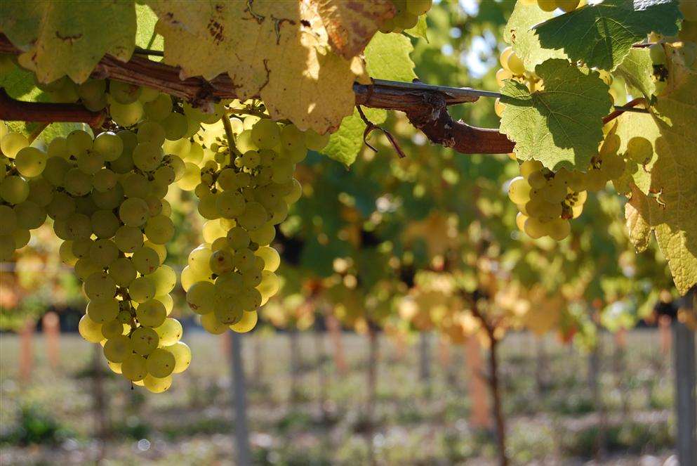 Chardonnay grapes in the sun at Chapel Down