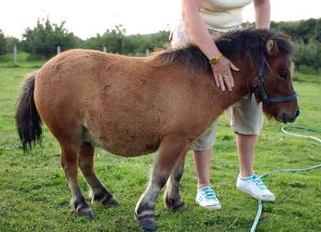 Trigger's owner fears there will be a third attack. Picture: BARRY GOODWIN