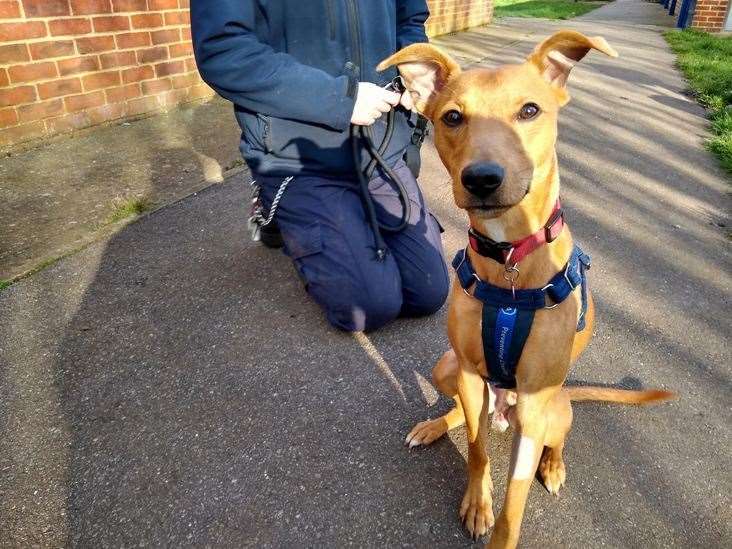 Rufus, a plummer terrier, was found abandoned outside the RSPCA centre in Leybourne in 2020 and is now a flyball champion