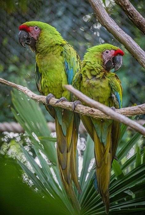 Macaws at Chester Zoo (Chester Zoo/PA)