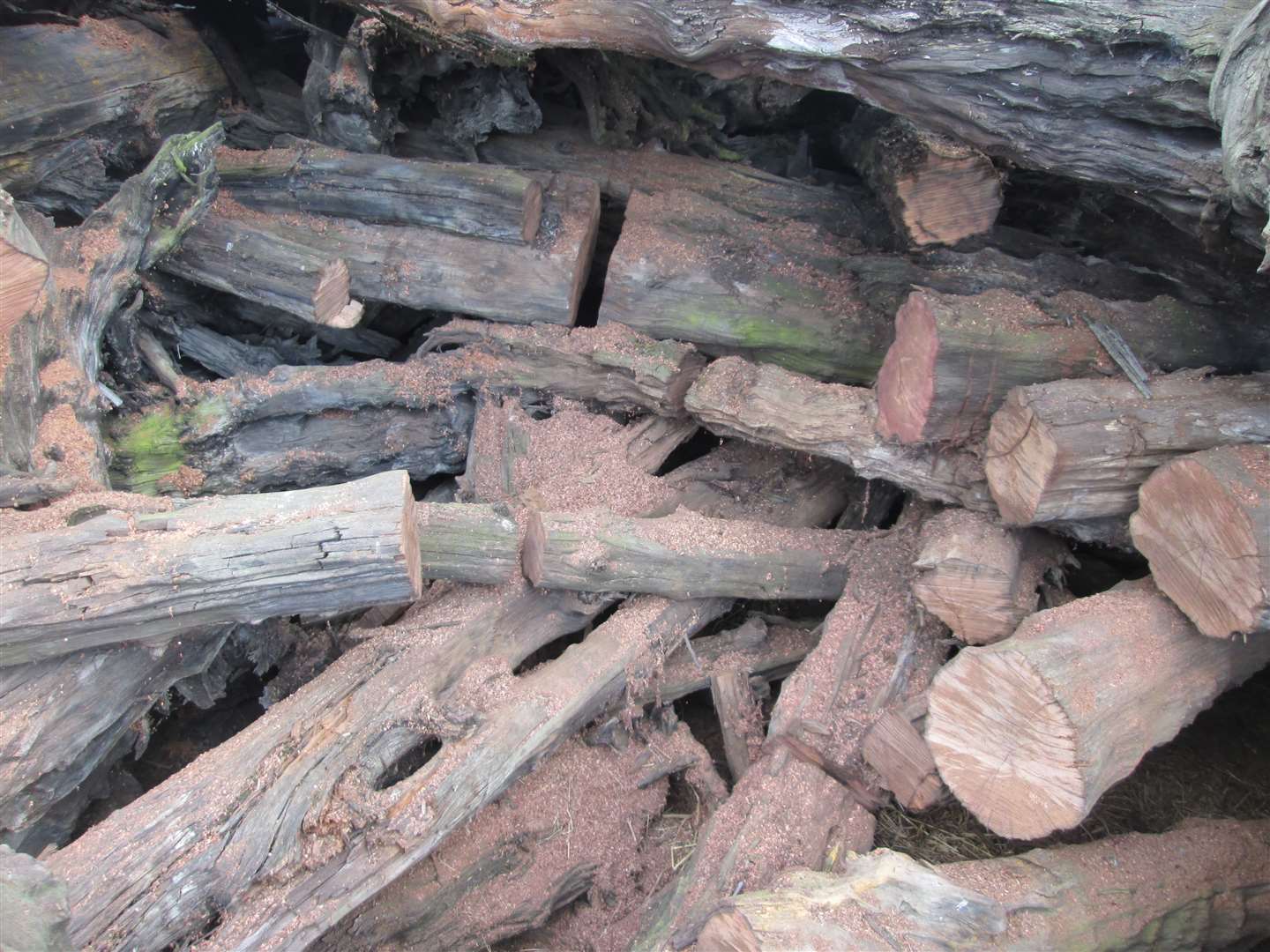 Most of the wood studied came from yew trees that populated the Fens between thousands of years ago (T Bebchuk/PA)